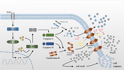 Pyroptosis in Osteoblasts: A Novel Hypothesis Underlying the Pathogenesis of Osteoporosis